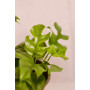 Philodendron Rhaphidophora