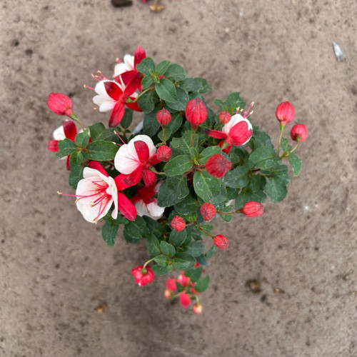fucsia bailarina