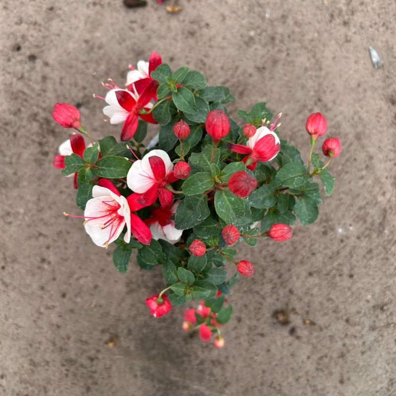 fucsia bailarina