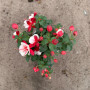 fucsia bailarina