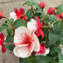 Fucsia Bailarina