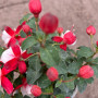 Fucsia Bailarina