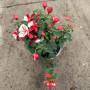 Fucsia Bailarina