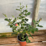 Rosa Tigre variegada