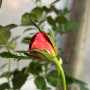 Rosa Tigre variegada