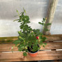Rosa Tigre variegada
