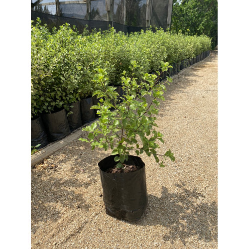 Pittosporum Nigricans / Pitosporo