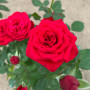 ROSA ROJA STAR ROSE