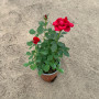 Rosa roja Star Rose