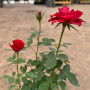 Rosa roja Star Rose