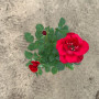 Rosa roja Star Rose