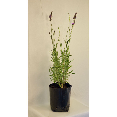 Lavanda Común