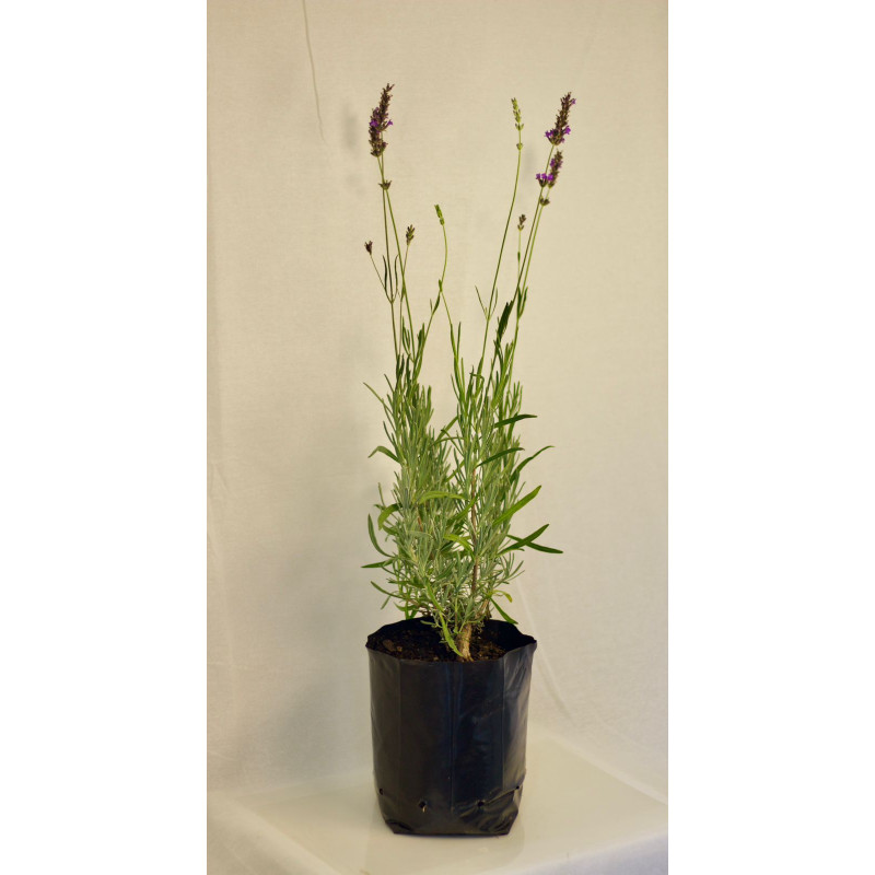 Lavanda Común