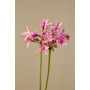 Tulbaghia variegada