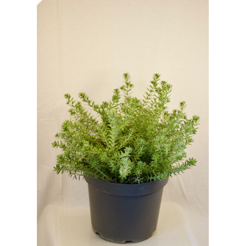 Westringia