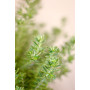 Westringia