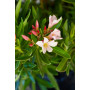 Laurel de flor enano