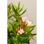 Laurel de flor enano