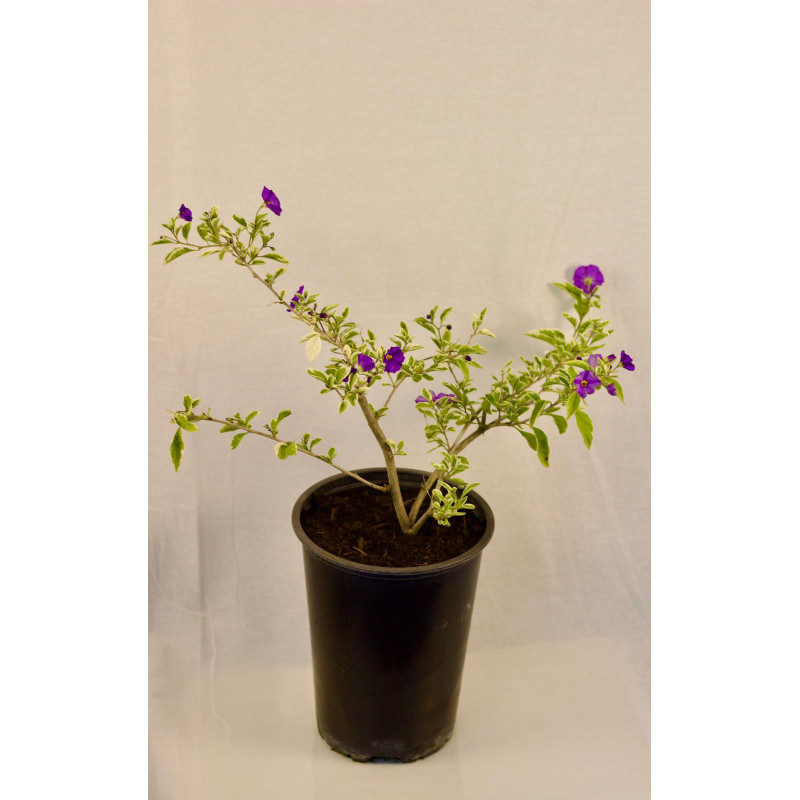 Solanum Rantonetti variegado