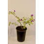 Solanum Rantonetti variegado