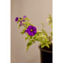 Solanum Rantonetti variegado