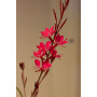 Gaura