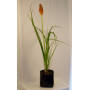Tritoma Kniphofia