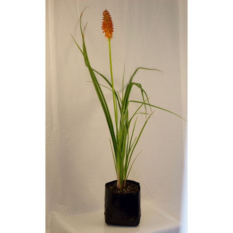 Tritoma Kniphofia