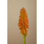 Tritoma Kniphofia