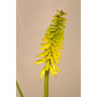 Tritoma Kniphofia
