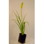 Tritoma Kniphofia