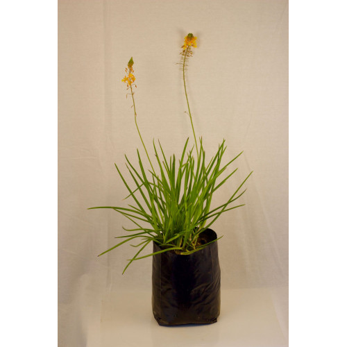 Bulbine