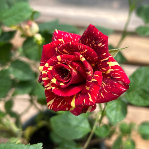 Rosa Tigre variegada