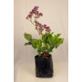 Limonium