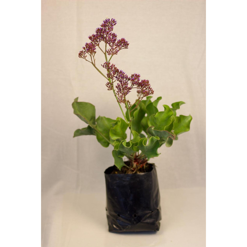 Limonium