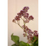 Limonium