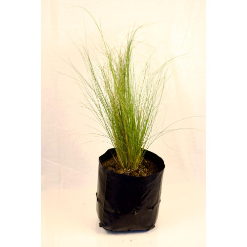 Stipa