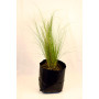 Stipa