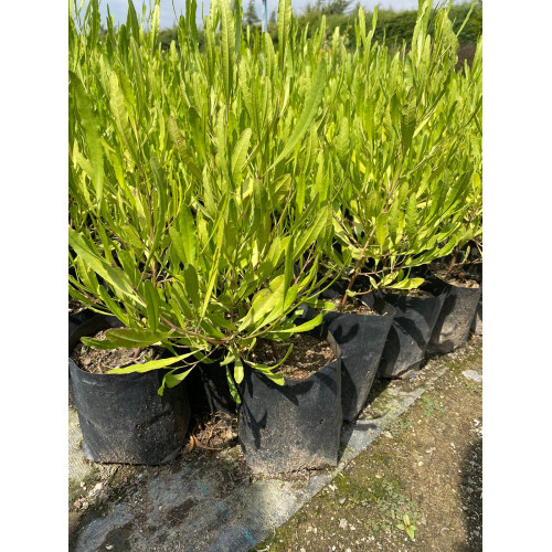Stenocarpus