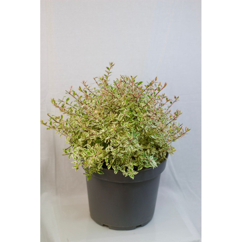 Abelia golden