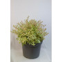Abelia golden