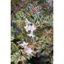 Abelia