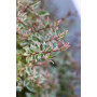 Abelia