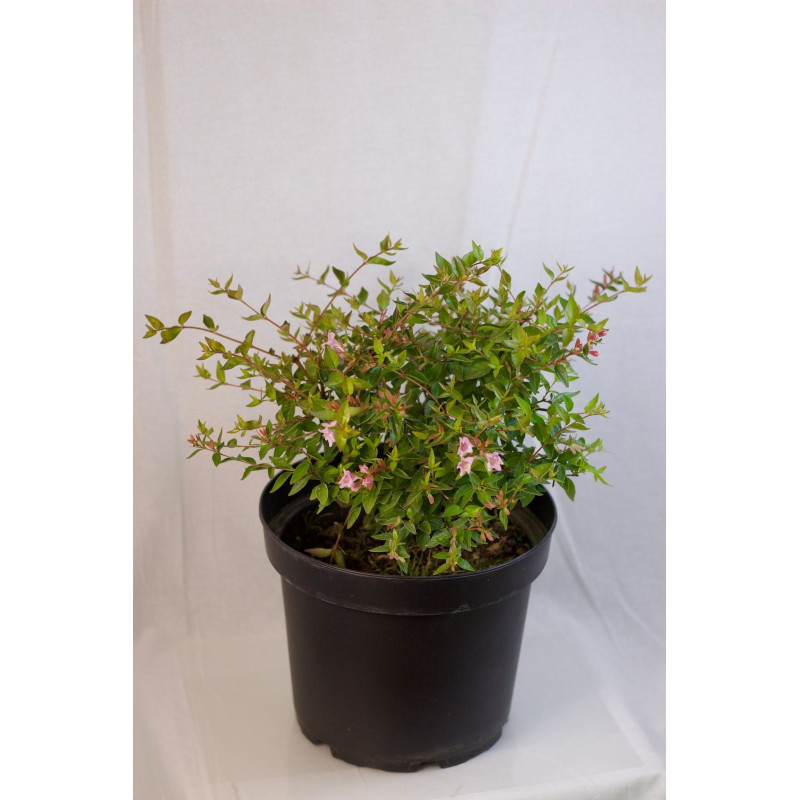 Abelia