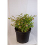 Abelia