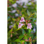 Abelia