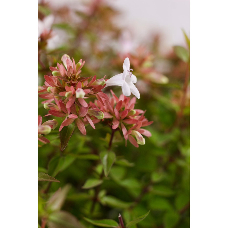 Abelia