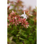 Abelia