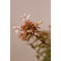 Abelia