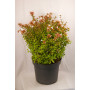 Abelia